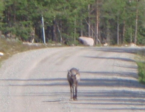2012_SWE_Wildlife